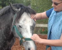 Horse Massage